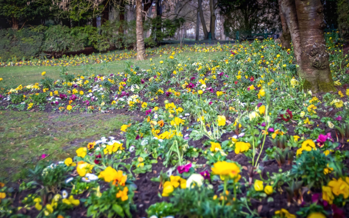 Viele Frühjahrsblumen im Klein Nizza Viele Frühjahrsblumen im Klein Nizza